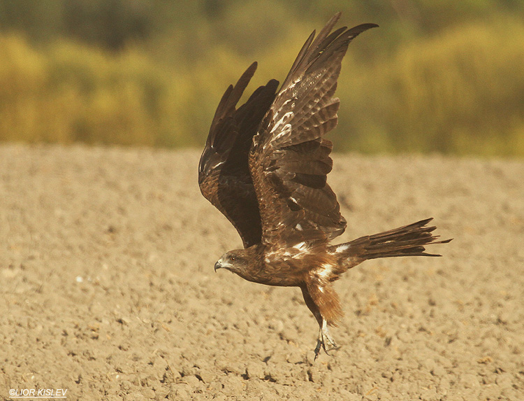   Black Kite Milvus migrans  Beit Shean valley 16-11-10, Lior Kislev.                                              